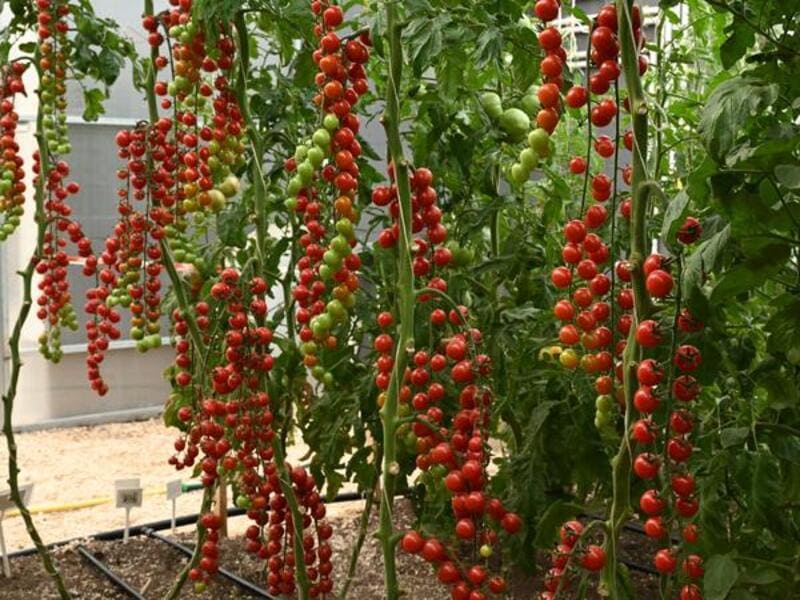 ​Выращивание помидоров черри в домашних условиях | Антонов сад - дача и огород | Дзен